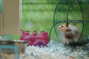rennende hamster in hamsterrad, ratrace van het leven, niet-streven is 5e principe mindfulness
